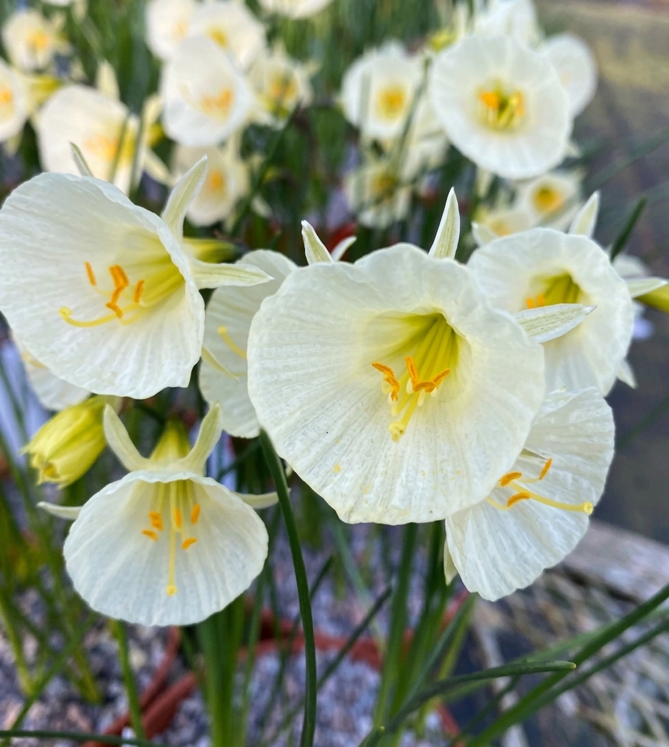 Narcissus bulbocodium 'Arctic Bells'